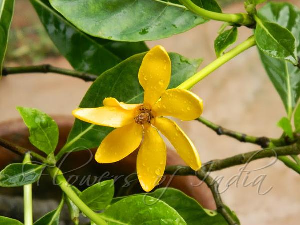 Golden Gardenia